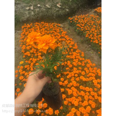 孔雀草种植基地成都 杯苗孔雀草花卉价格 公分高橙色鲜花 成都森鸽园林工程有限公司