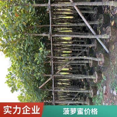 海南菠萝蜜批发 红肉菠萝蜜价格热带果树品种齐全