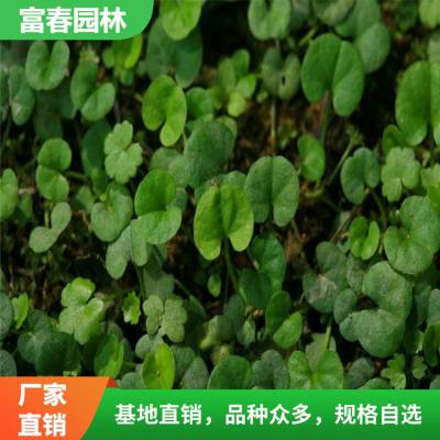马蹄金盆栽 垂吊观叶植物多年生金钱草室内绿植马蹄金苗