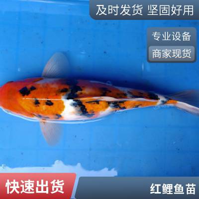 红白三色锦鲤鱼苗 颜色丰富 游动活跃锦鲤鱼苗 放生金鱼苗