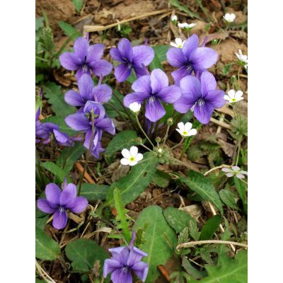 紫花地丁-芳青花卉苗(查看)