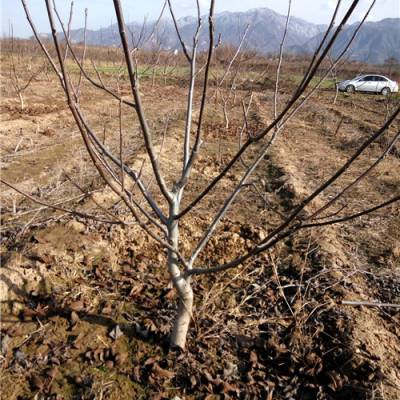 占地赔偿高樱桃树，占地赔偿用树，核桃树，苹果树，海棠树