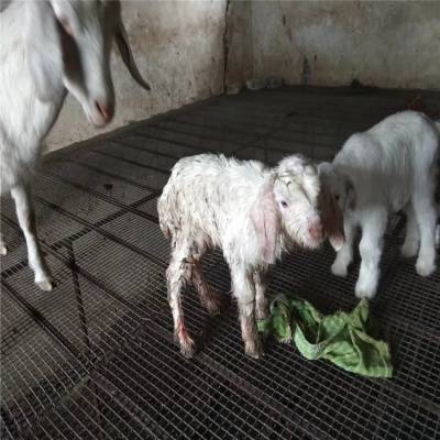 羊床漏粪板羊圈网养羊漏粪板模具养殖用铁网漏粪羊床漏粪网