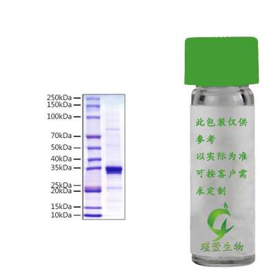 Recombinant Mouse HMGB1 Protein 重组蛋白 鼠源