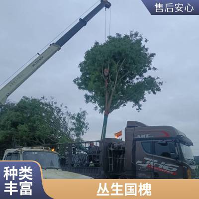 道路绿化造型国槐行道树 适应性较强 规格齐全 一站式苗木