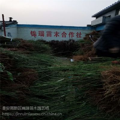 ۸ Ʒǩͬ