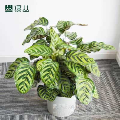 武汉办公室/绿植盆栽/植物上门养护/净化空气/公司绿化/大孔雀竹芋/绿丛园林
