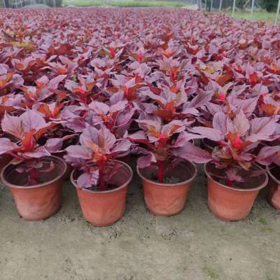 火炬花基地 可丛植于草坪 可在庭院花境中作背景栽植