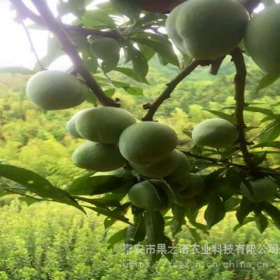 红宝石李树苗价格、红宝石李树苗批发