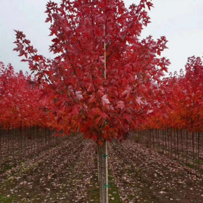 美国红枫7米8米丛生红枫 15公分红枫 20公分红枫