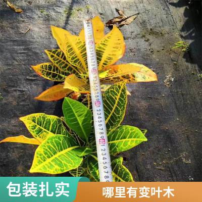 变叶木 洒金榕袋苗种植基地 株高20-45厘米 四季常绿灌木