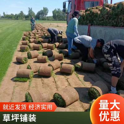 昌平批发庭院绿化设计早熟禾草坪基地别墅庭院绿化小区草坪铺装