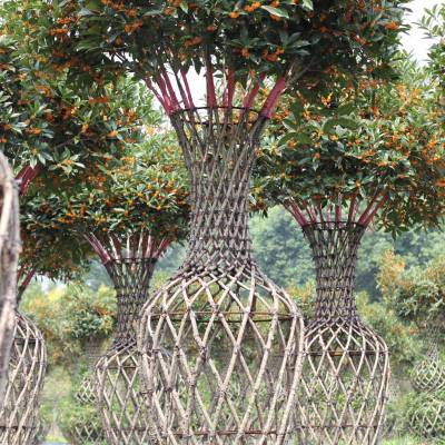 北美海棠花瓶 园林造型景观 花瓶 编艺植物 园林工程 景观绿化