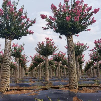 紫薇造型批发 编织紫薇花瓶树H200cm种植 造型紫薇树 源新苗木