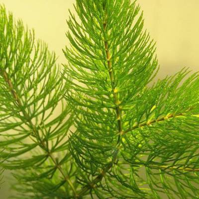 沉水植物金鱼藻苗,改善水体富营养化沉水植物,基地出苗造价低