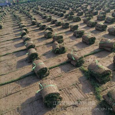 江西新余本地草皮 马尼拉草皮台湾青草皮供应