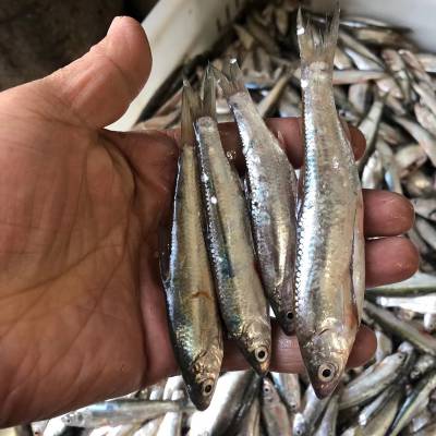 大量上門收購白條魚餐條魚白漂子魚藍刀魚尖嘴魚