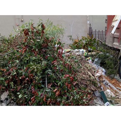 绿化垃圾清运-东川区绿化垃圾清运费用-爽洁环境卫生服务