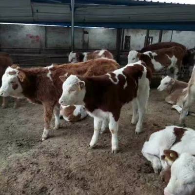 养殖西门塔尔肉牛 纯种西门塔尔肉牛养殖场 农村养牛 小型养牛场建设 安格斯牛的价格