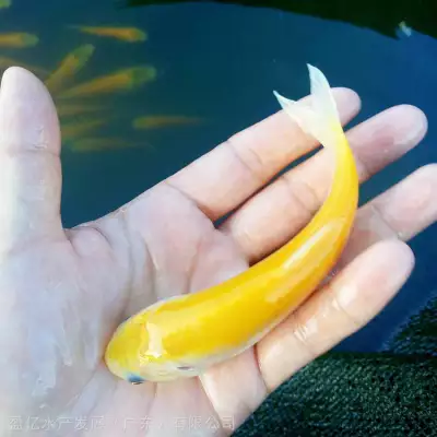 ˹۸ 羫Ʒ ȫ