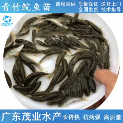 茂业水产河坚鱼苗,湖北孝感青竹鲩鱼苗***青竹鲩鱼苗鲣鱼苗养殖技术