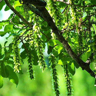 供应各植物工程绿化树 基地直销枫杨树 枫杨