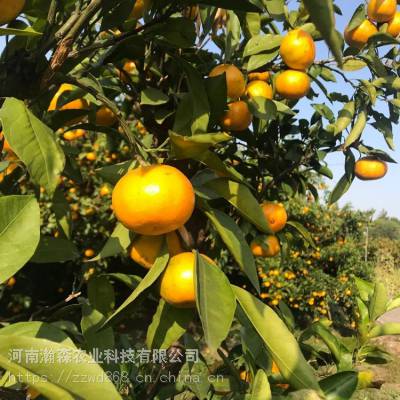 果实快速膨果肥，果树膨果肥配方果美多