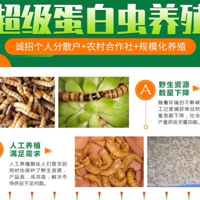 重庆垫江大型农优蛋白虫养殖项目招商回收