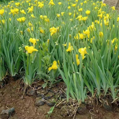 贵州盆栽黄菖蒲种苗多年生 毕节市黄花鸢尾种苗