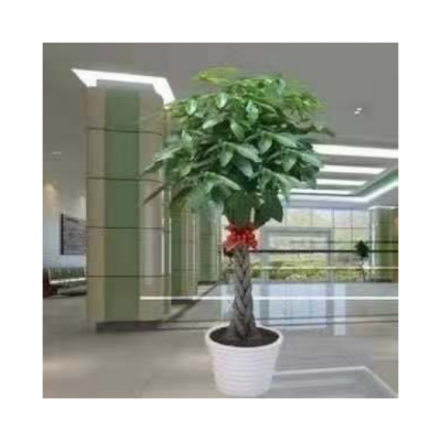 温州写字楼绿植租赁 服务至上 苏州御美森园林景观设计供应