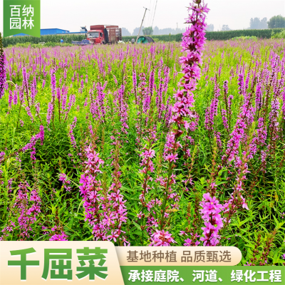 千屈菜 北方哪里可以买到千屈菜 白洋淀千屈菜基地供应