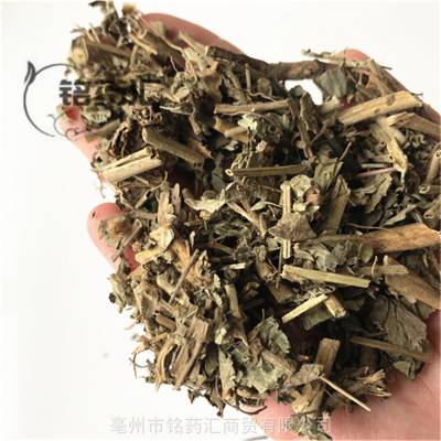 中药材追风草野生追风草图片