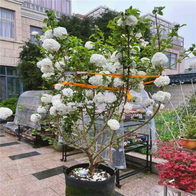 出售中华木绣球花坛花镜观景配植材料阳台庭院园林造景花苗价格 推发网