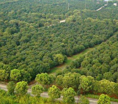 广州棕榈苗圃基地批发 大岗美琳花木场供应