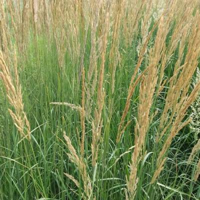 山东卡尔拂子茅基地大拂子茅绿化苗卡尔佛子茅袋苗