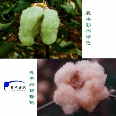 彩色棉花 天然彩棉 深棕浅棕 深绿浅绿 32s-40s