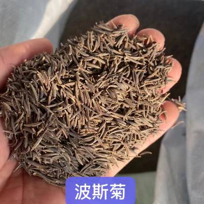 湖南永州本地出售茶花种子 紫羊茅草籽 麦秆菊花种籽