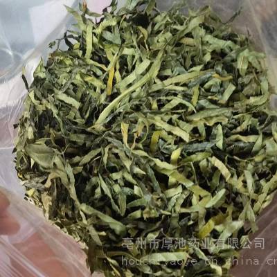 中药材 金花茶叶 多少钱一斤 厚池药业 金花茶