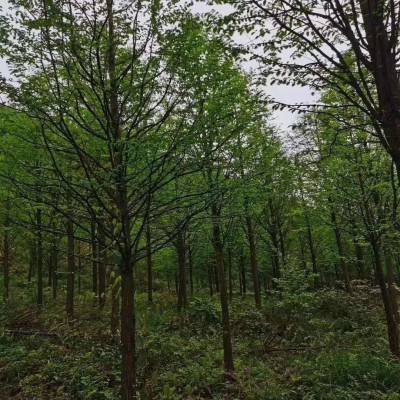 陕西水杉树木出售 8-12公分的水杉基地 四川水杉