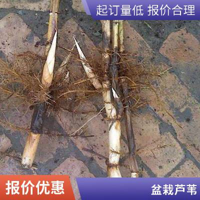 耐寒盆栽适合河道绿化芦苇苗负责施工种植包成活每株3芽以上