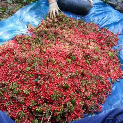 厂家直销林下参种子，西洋参种子人参苗，野山参种子人参种籽