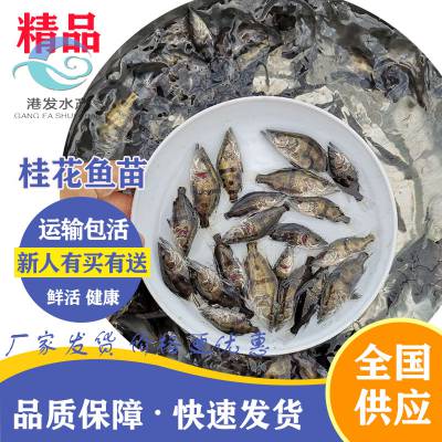 【苗场发货】桂花鱼苗批发 冷水养殖淡水桂花鱼苗 鳜鱼苗 鳌花鱼苗 优选快大