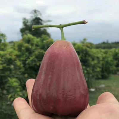 希少！超特大！レンブ取木苗木 台湾黑金剛 蓮霧 超希少 特大 レンブ取木苗木 台湾黑金剛 超希少 特大 レンブ取木