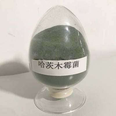 益昊10亿-100亿哈茨木霉菌微生物菌剂防病害和重茬