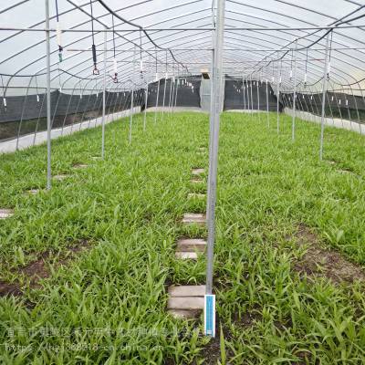 迪庆德钦野三七种植技术 竹节参基地批发采购 竹节参种植技术
