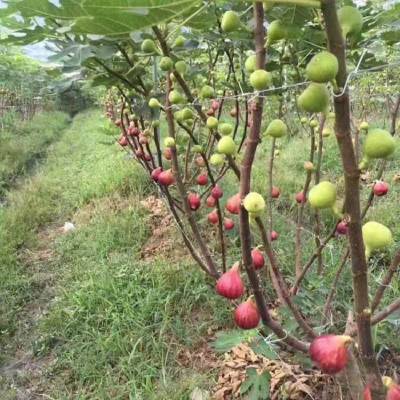 芭劳奈无花果 资讯信息基地 帅阳 各种品种 无花果苗 工程苗木供应