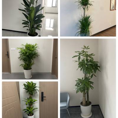 【天津花卉租摆】服务高品质【绿植租赁服】务写字楼【花卉租赁】设计【绿植租摆】养护