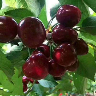 Ĵʹӣ-Եľ-