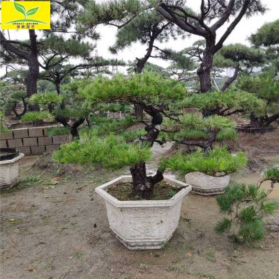 基地直销泰山景松树_迎客松_造型景松_泰山景松价格_松树盆景