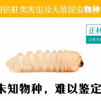 ̬ ຦漰ּ